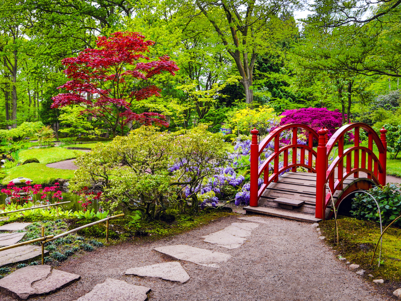 10 plantas japonesas para crear un jardín zen
